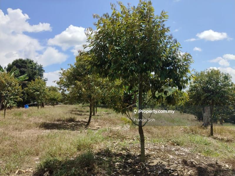 For Sale - Riverside durian farm for sale 90% MK