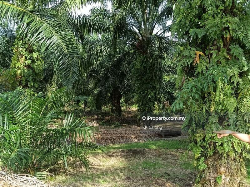 Agricultural Land for Sale in Telok Panglima Garang, Jenjarom by KK Chong - iProperty.com.my