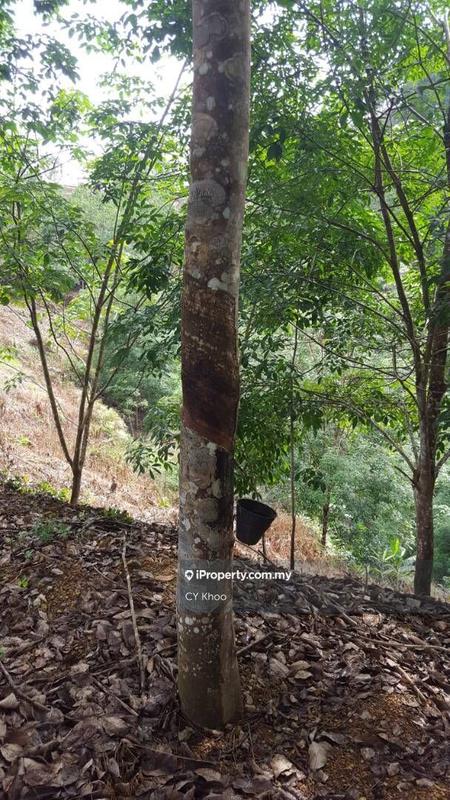 For Sale - Kelantan Kuala Krai 3100 acres Rubber Plantation Land for SALE