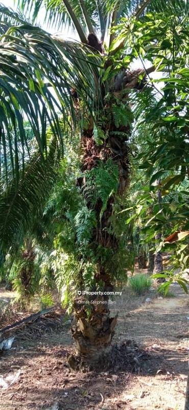 Tanah Pertanian untuk Dijual di Pelangai, Kuala Pilah oleh Omar Stephen Tan - iProperty.com.my