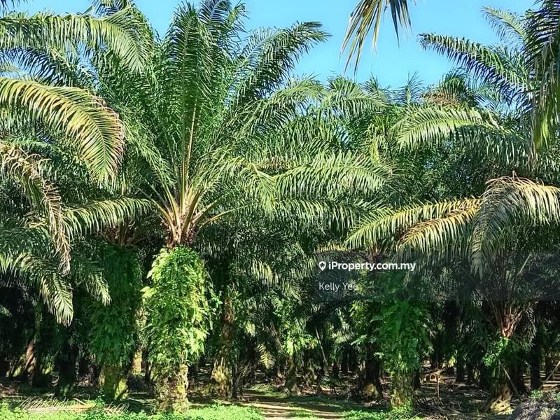 Tanah Pertanian untuk Dijual di Bukit Teh, Bukit Mertajam oleh Kelly Yee - iProperty.com.my