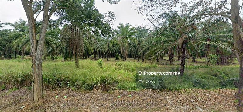 Agricultural Land for Sale in Johor Kluang Taman Puteri 1168 acres Mix deverlope, Kluang by CY Khoo - iProperty.com.my