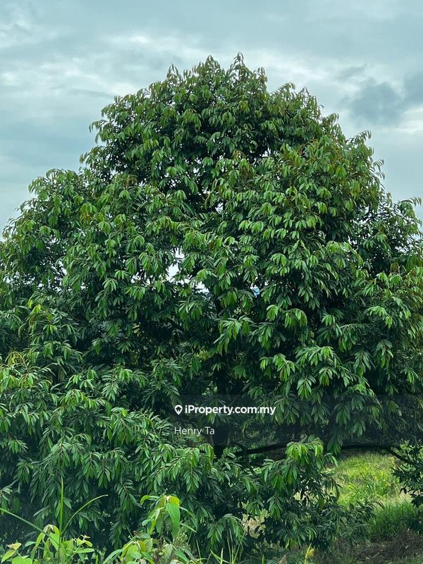 Agricultural Land for Sale in Bandar Baru Kuala Lipis, Kuala Lipis by Henry Ta - iProperty.com.my