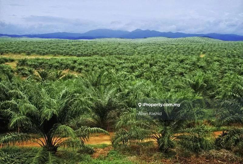 For Sale - Agricultural Land Gua Musang, Kelantan
