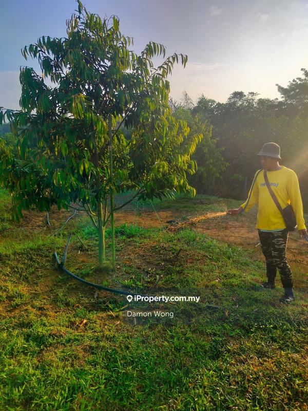 For Sale - 15 acres roadside durian