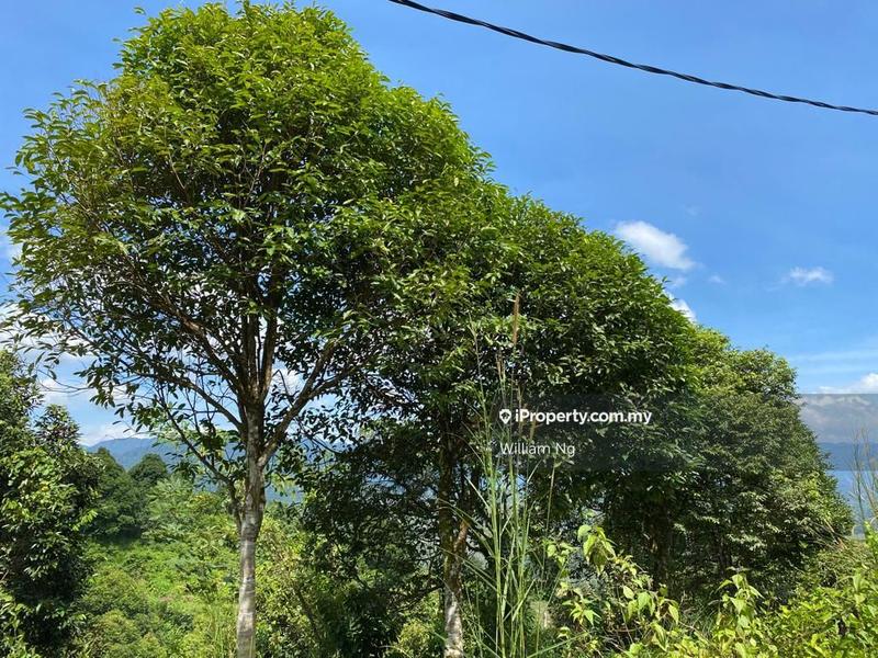 Agricultural Land for Sale in Kuala Klawang, Kuala Klawang by William Ng - iProperty.com.my