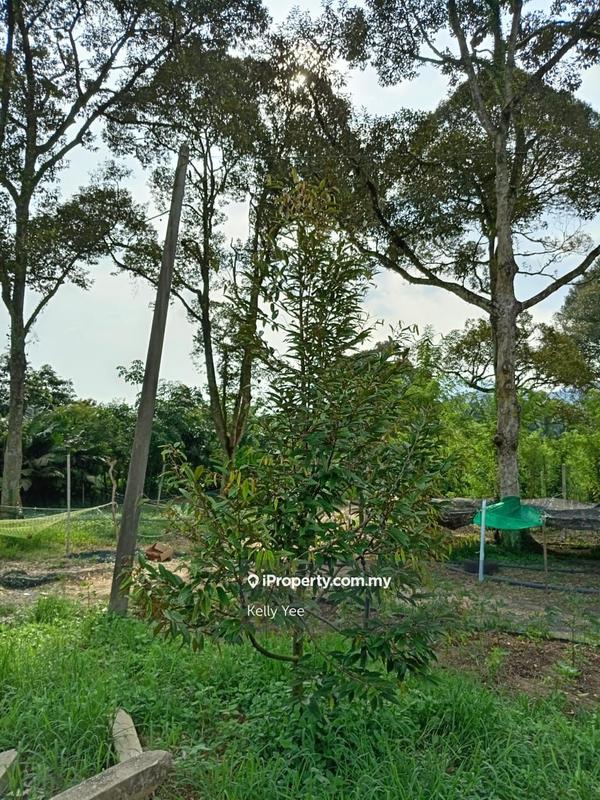 Tanah Pertanian untuk Dijual di Durian Orchard Farm @ Machang Bubok for Sale, Bukit Mertajam oleh Kelly Yee - iProperty.com.my