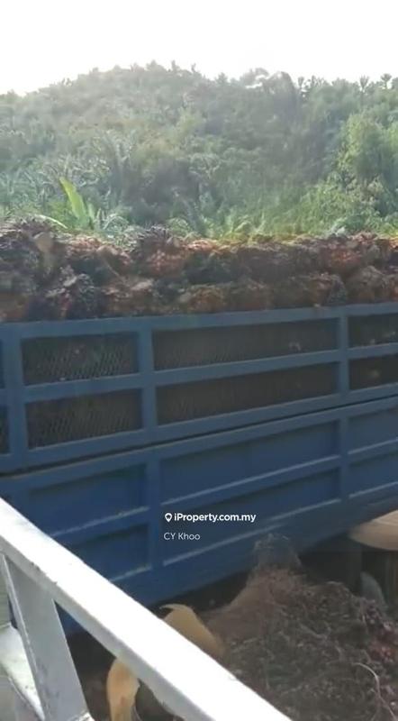 Tanah Pertanian untuk Dijual di Kelantan Gua Musang 18300 Ulu Nenggiri Bertam Blau, Ulu Nenggiri oleh CY Khoo - iProperty.com.my