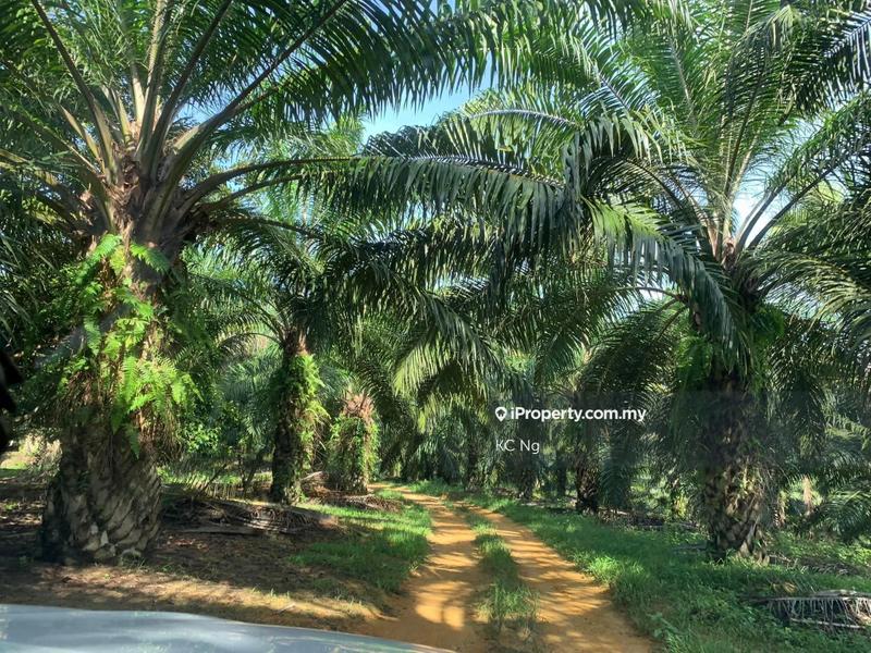 Agricultural Land for Sale in Sungai siput, Kuala Kangsar by KC Ng - iProperty.com.my