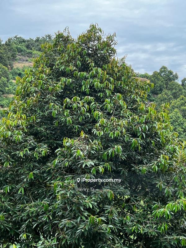 Agricultural Land for Sale in Bandar Baru Kuala Lipis, Kuala Lipis by Henry Ta - iProperty.com.my