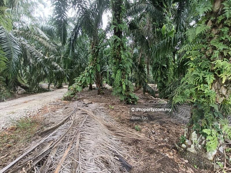 Agricultural Land for Sale in Kampung Sungai Bunyi, Tenggayun, Pontian by Allen Tan - iProperty.com.my