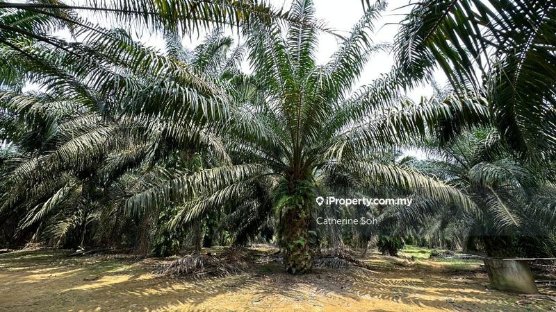 Agricultural Land for Sale in Near Air Panas Selandar Jasin Anjung Gapam, Bemban by Catherine Soh - iProperty.com.my