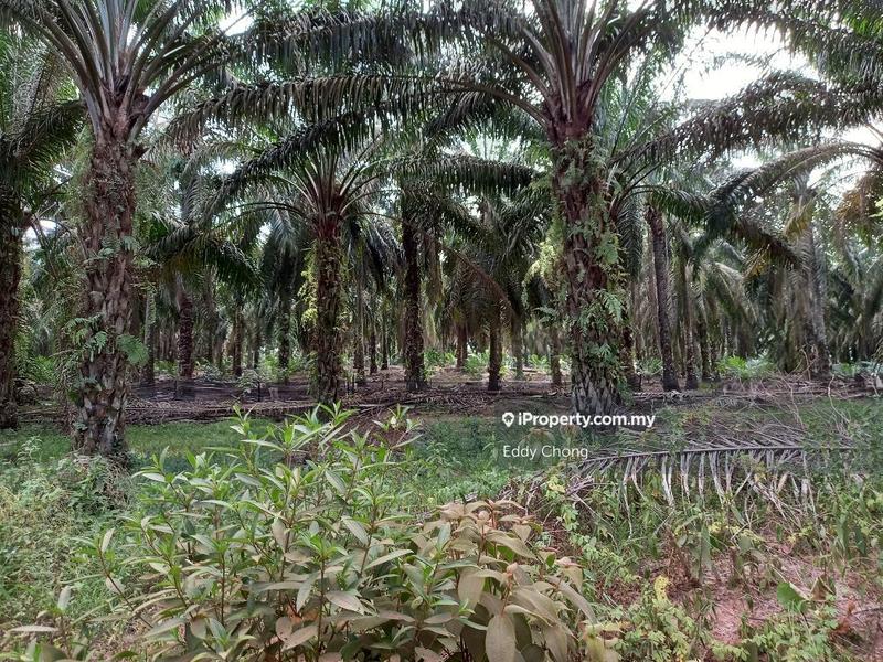 Tanah Pertanian untuk Dijual di Sri Lalang, Kluang oleh Eddy Chong - iProperty.com.my