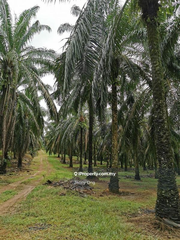 Residential Land for Sale in Bandar Puteri Jaya, Sungai Petani by Jenny Ong - iProperty.com.my