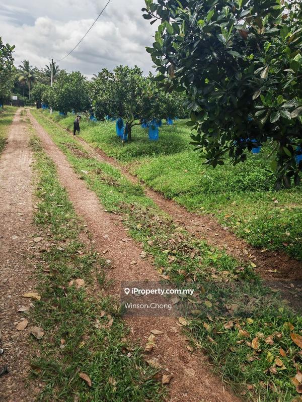 Agricultural Land for Sale in Kampung Baru Pokok Sena, Pokok Sena by Winson Chong - iProperty.com.my
