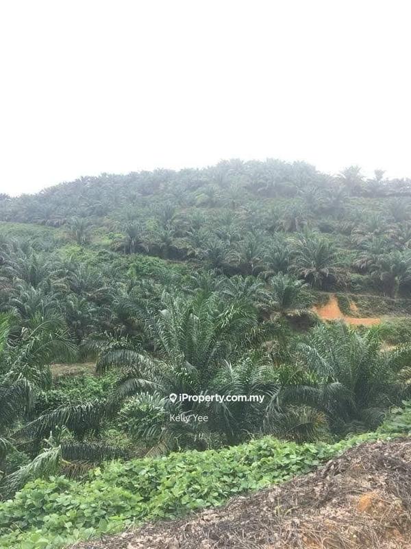 Agricultural Land for Sale in Mukim Batu Yon, Kuala Lipis by Kelly Yee - iProperty.com.my