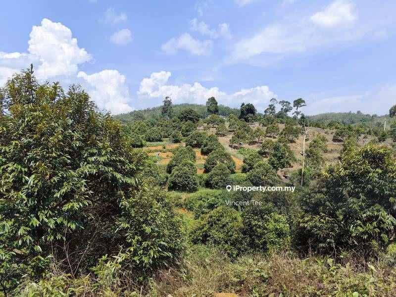 For Sale - 4.275 Acres Freehold Durian Farm Kuala Kangsar