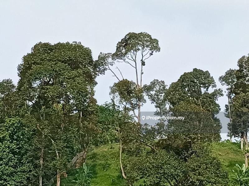 For Sale - Durian Orchard Farm @ Machang Bubok for Sale