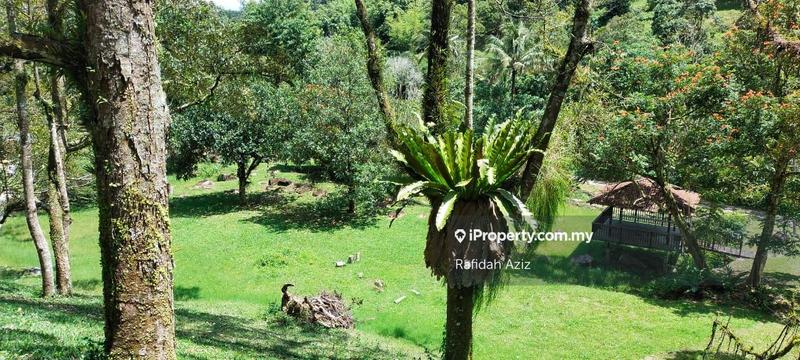 Tanah Pertanian untuk Dijual di Janda Baik, Bentong oleh Rafidah Aziz - iProperty.com.my