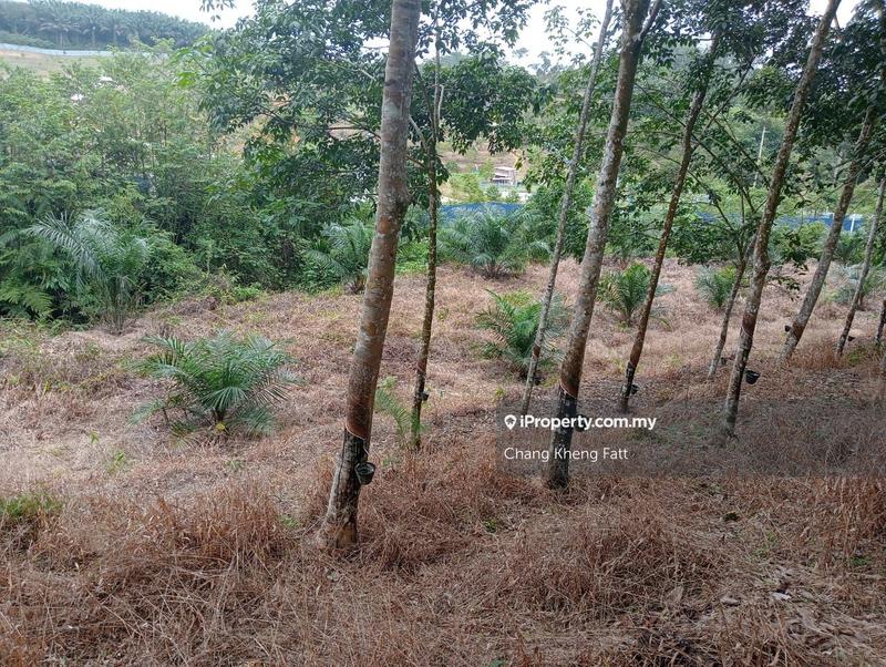 Agricultural Land for Sale in Lembah Beringin, Sungai Gumut by Chang Kheng Fatt - iProperty.com.my