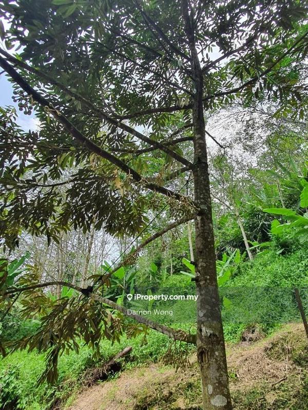 Tanah Pertanian untuk Dijual di Kampung Titi, Titi oleh Damon Wong - iProperty.com.my