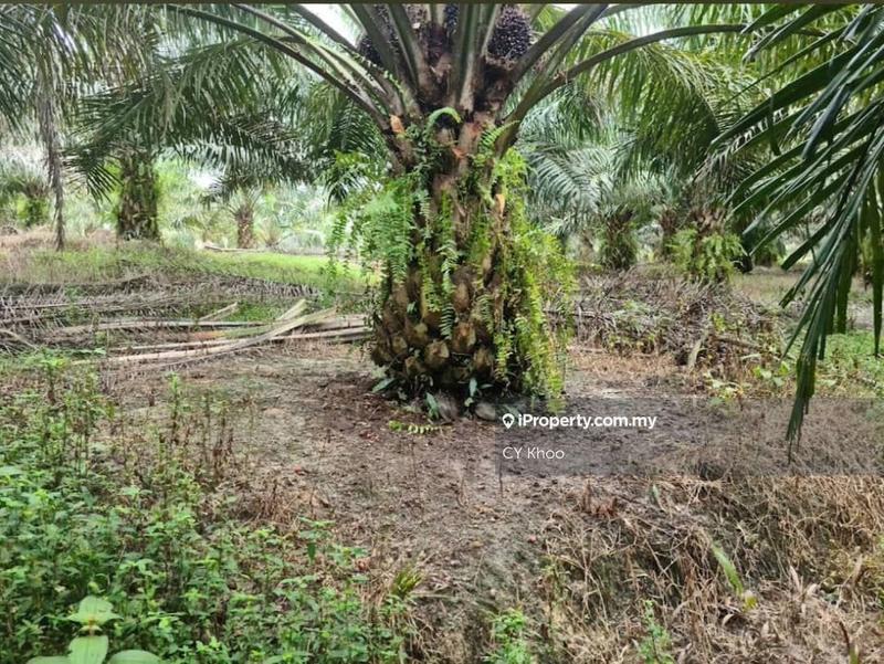 Tanah Pertanian untuk Dijual di Perak Tengah Jaya Baru Sitiawan 32000 Lekir, Sitiawan oleh CY Khoo - iProperty.com.my