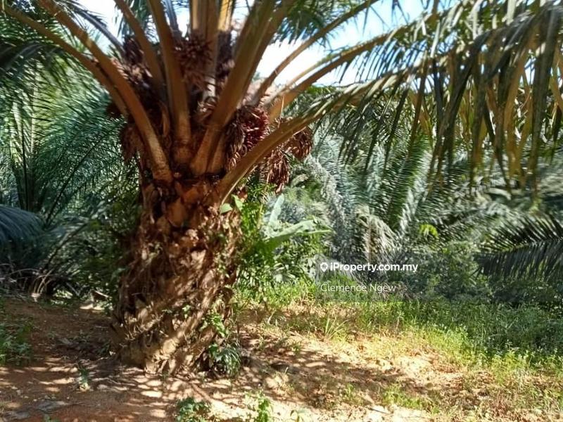 Agricultural Land for Sale in Slim River, Perak by Clemence Ngew - iProperty.com.my