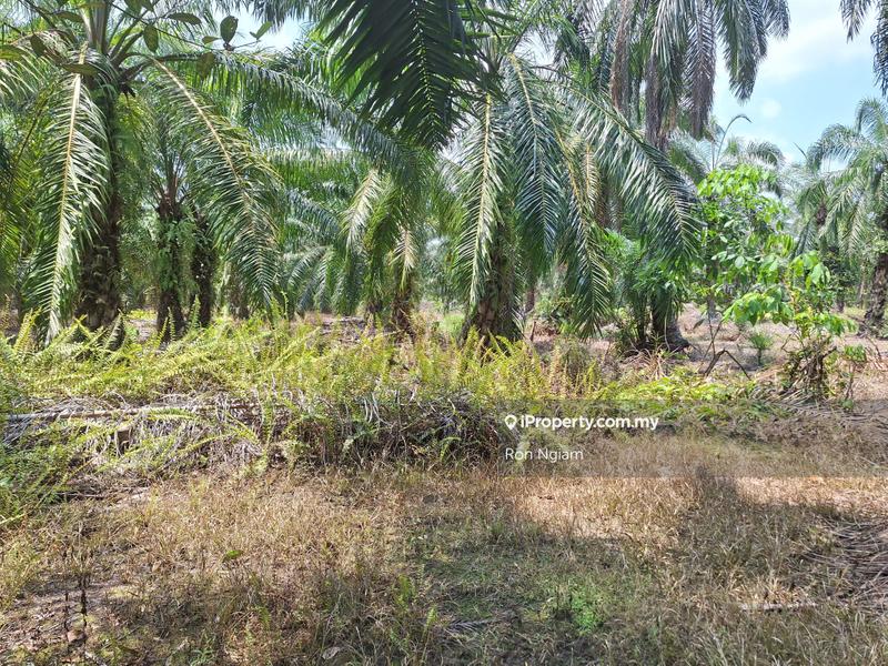 Agricultural Land for Sale in Telok Panglima Garang, Selangor by Ron Ngiam - iProperty.com.my