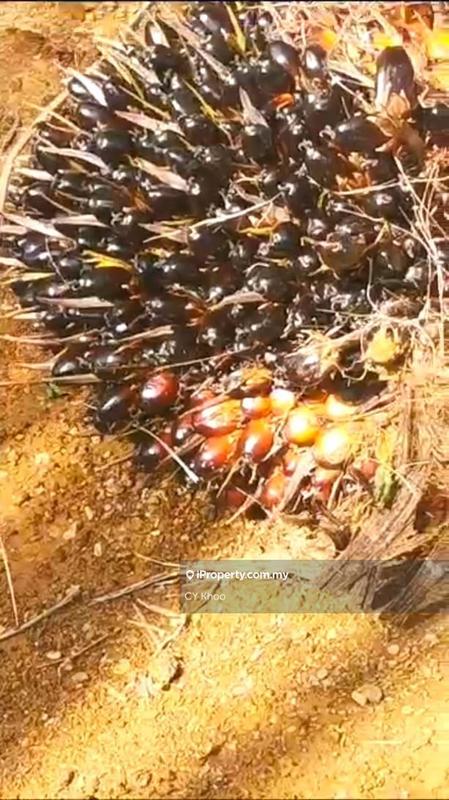 Tanah Pertanian untuk Dijual di Kelantan Gua Musang 18300 Ulu Nenggiri Bertam Blau, Ulu Nenggiri oleh CY Khoo - iProperty.com.my