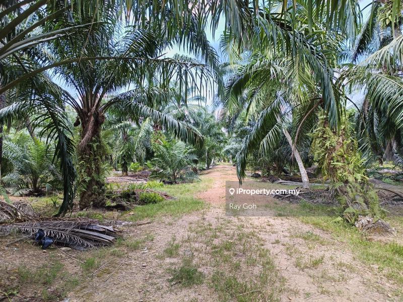 Agricultural Land for Sale in Hutan Melintang, Perak by Ray Goh - iProperty.com.my