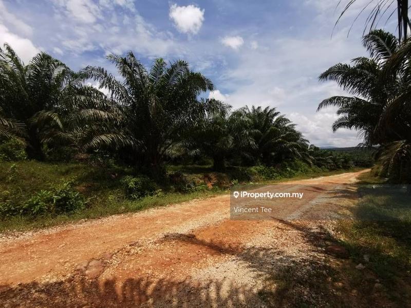 Agricultural Land for Sale in Bukit Kuin, Kuantan by Vincent Tee - iProperty.com.my