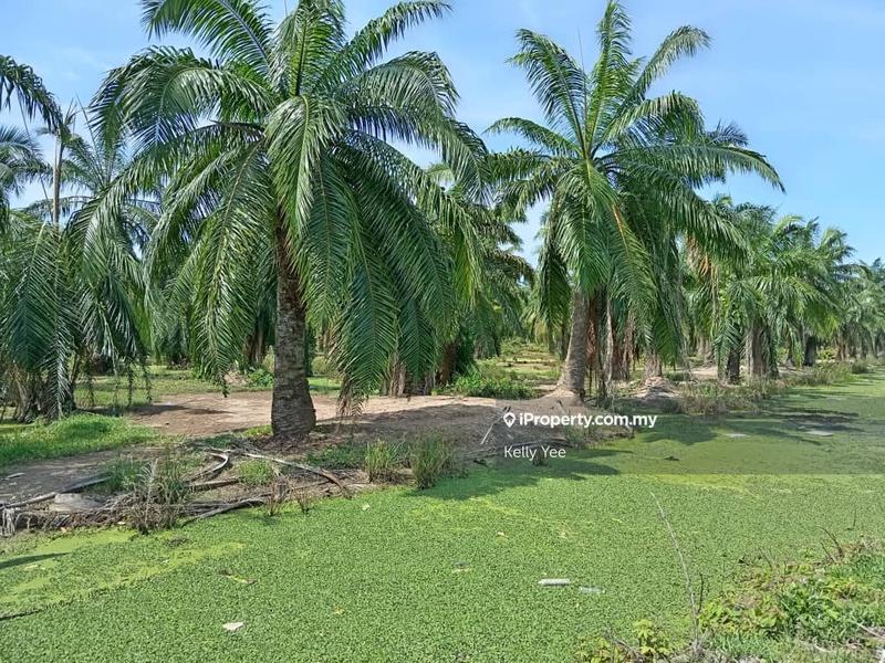 Tanah Pertanian untuk Dijual di Nibong Tebal, Penang oleh Kelly Yee - iProperty.com.my