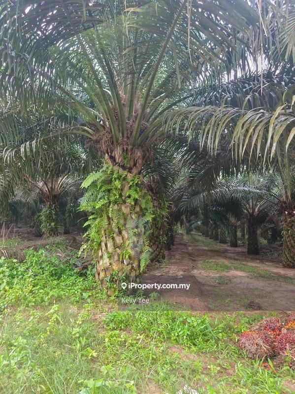 Agricultural Land for Sale in Paloh, Kluang by Kelly Yee - iProperty.com.my