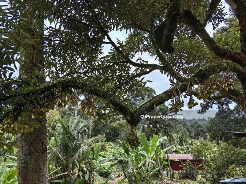 Tanah Pertanian untuk Dijual di Cheroh, Raub oleh Vincent Tee - iProperty.com.my
