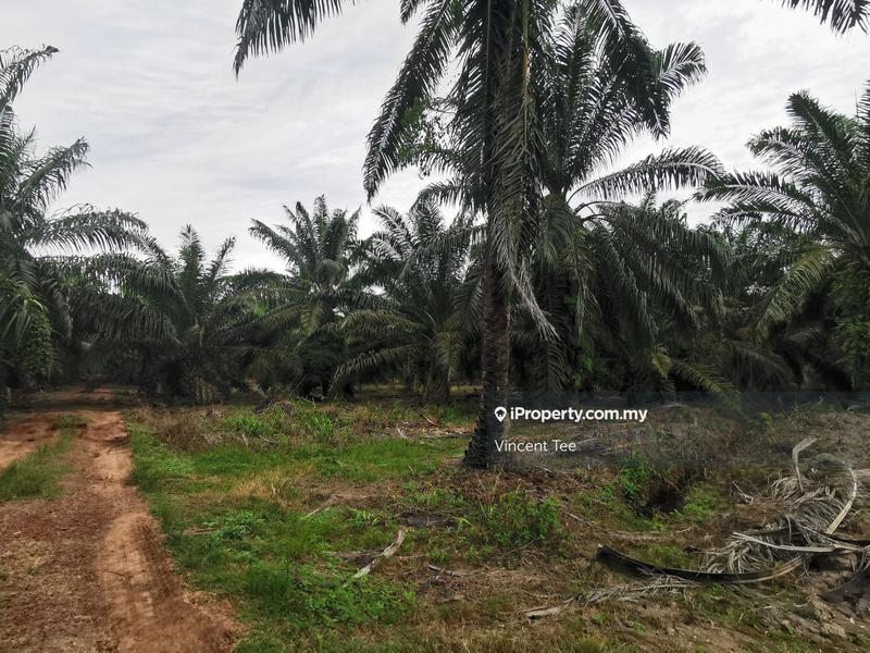Tanah Pertanian untuk Dijual di Kelicap Senggarang, Batu Pahat oleh Vincent Tee - iProperty.com.my