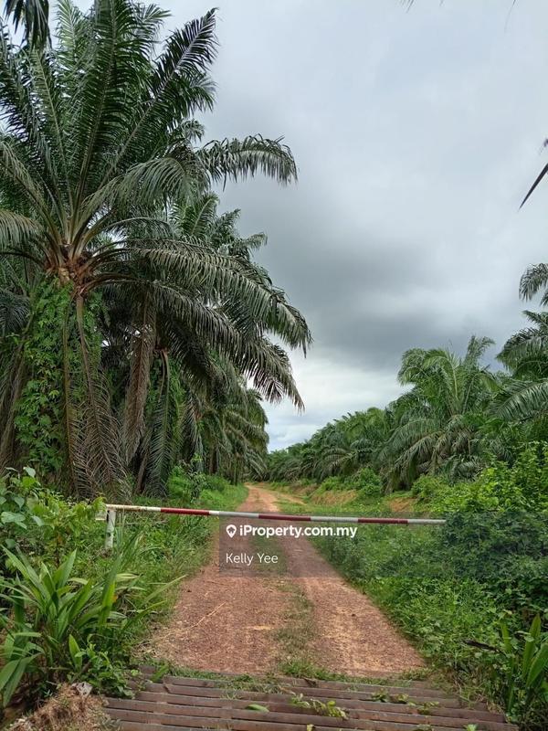 Agricultural Land for Sale in Palm Oil Plantation Along Jalan Kulim - Baling, Kulim by Kelly Yee - iProperty.com.my