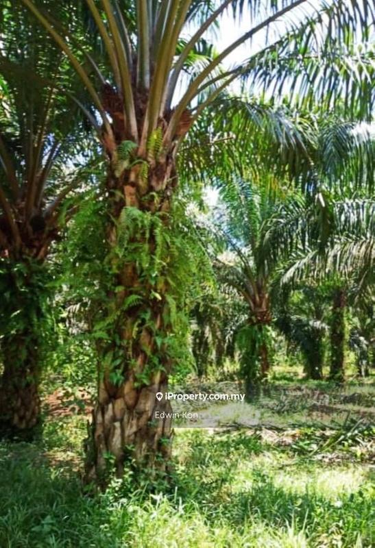 For Sale - Ijok Agriculture Land Zoning Industrial 5 acres for sale