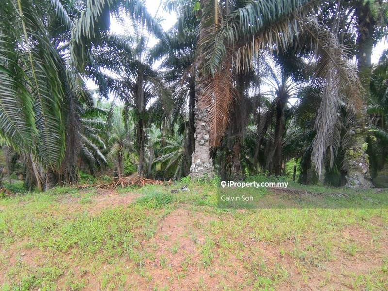 Tanah Pertanian untuk Dijual di Karak, Pahang oleh Calvin Soh - iProperty.com.my