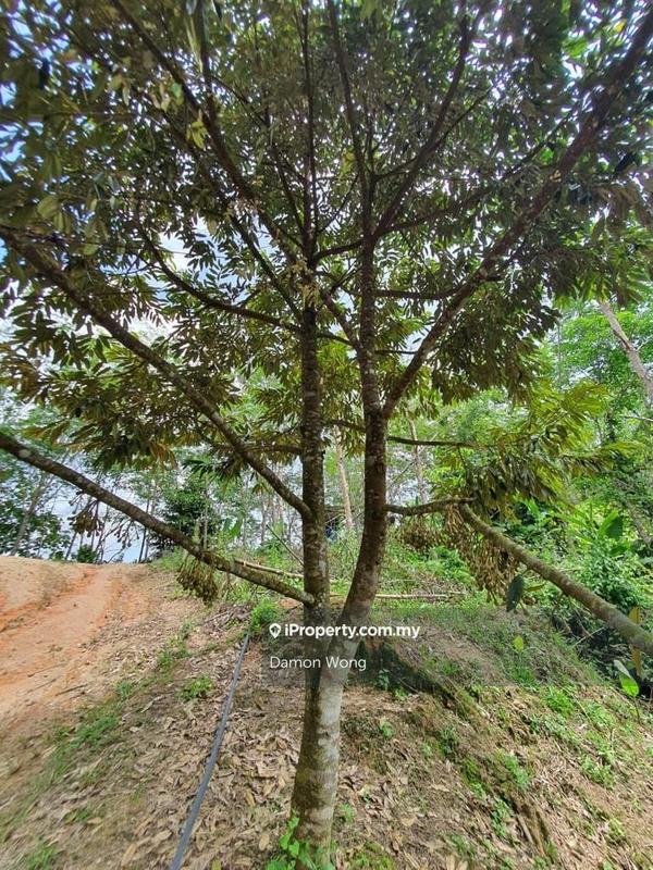 Tanah Pertanian untuk Dijual di Kampung Titi, Titi oleh Damon Wong - iProperty.com.my