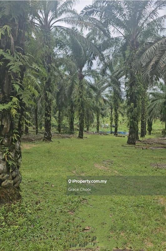Agricultural Land for Sale in Batu Arang, Gombak by Grace Chooi - iProperty.com.my