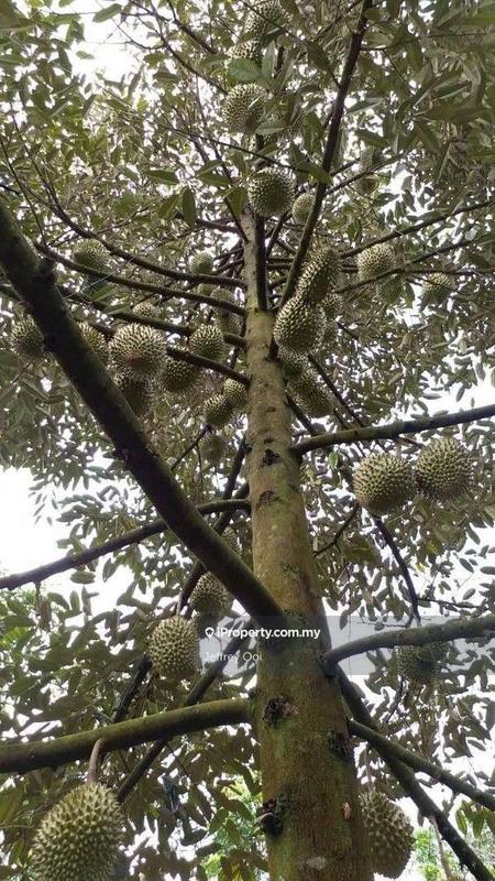 Tanah Pertanian untuk Dijual di Teluk Kumbar, Teluk Kumbar oleh Jeffrey Ooi - iProperty.com.my