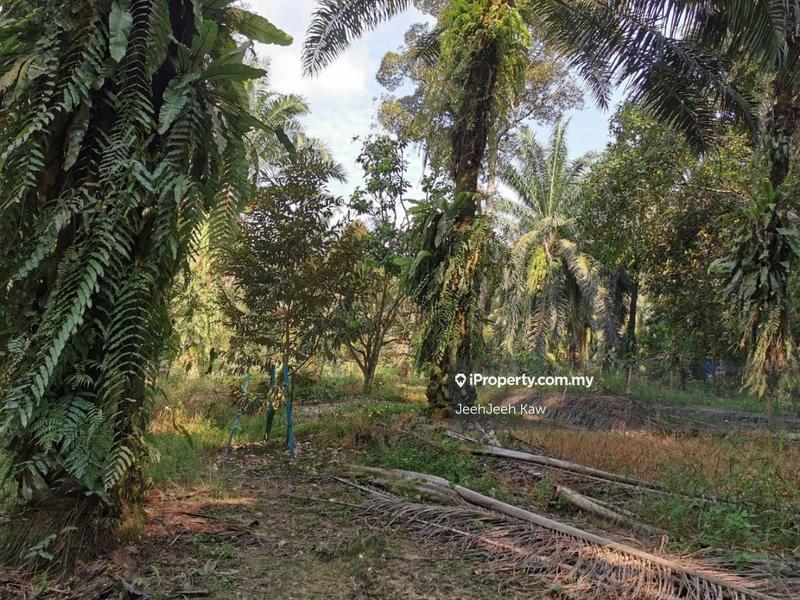 Tanah Pertanian untuk Dijual di Kulim, Kedah oleh JeehJeeh Kaw - iProperty.com.my