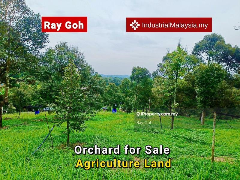 Tanah Pertanian untuk Dijual di Pekan Mantin, Mantin oleh Ray Goh - iProperty.com.my