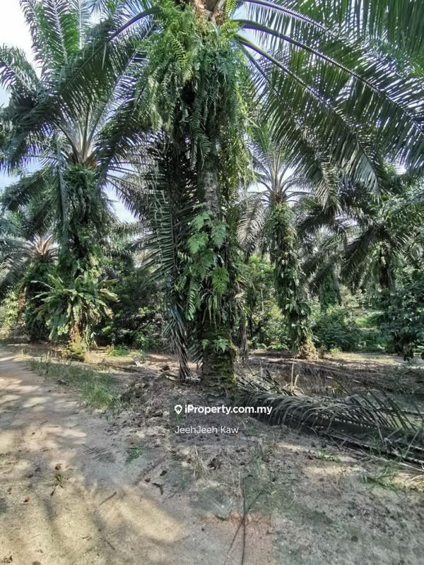 Tanah Pertanian untuk Dijual di Kulim, Kedah oleh JeehJeeh Kaw - iProperty.com.my