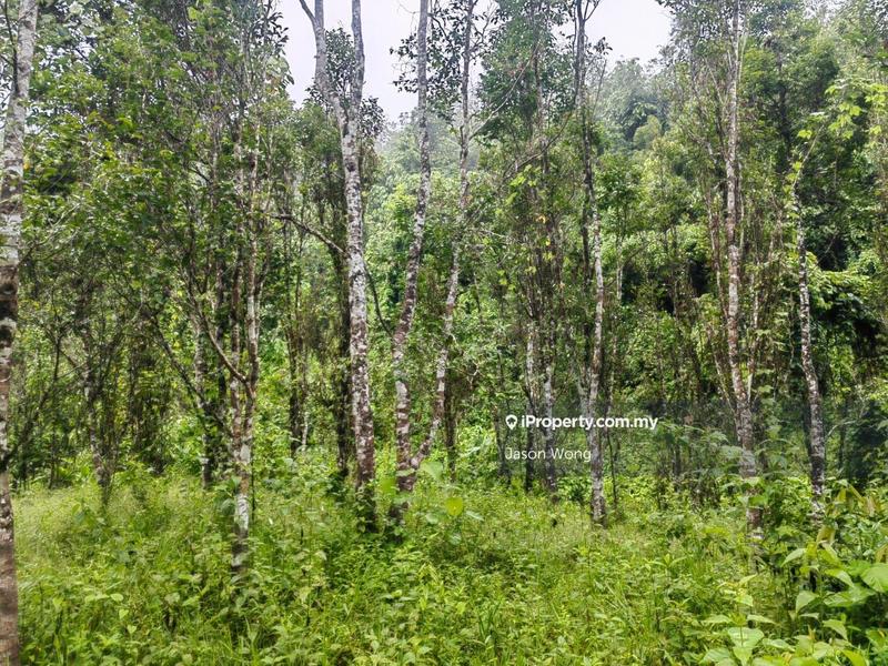 Tanah Pertanian untuk Dijual di Jalan Kota Bharu, Gua Musang, Kuala Krai, Kelantan, Gua Musang oleh Jason Wong - iProperty.com.my