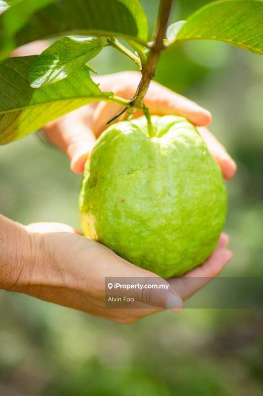 Agricultural Land for Sale in Agriculture Land @Changkat Jering Taiping Perak, Taiping by Alvin Foo - iProperty.com.my
