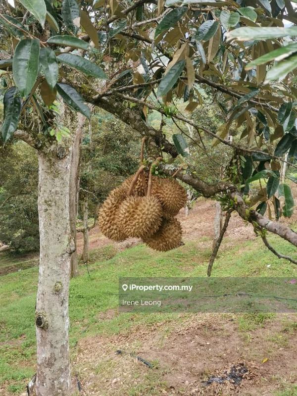 Agricultural Land for Sale in Karak, Pahang by Irene Leong - iProperty.com.my