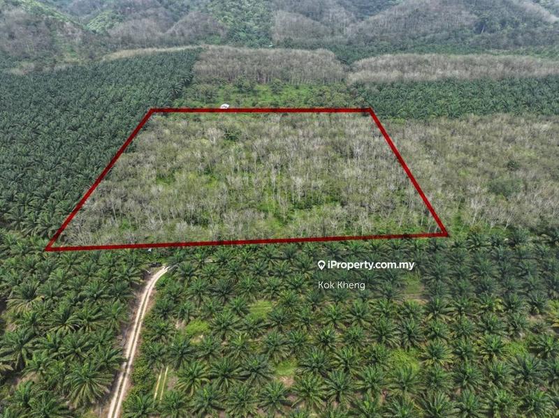 For Sale - Flat Rubber Tree land