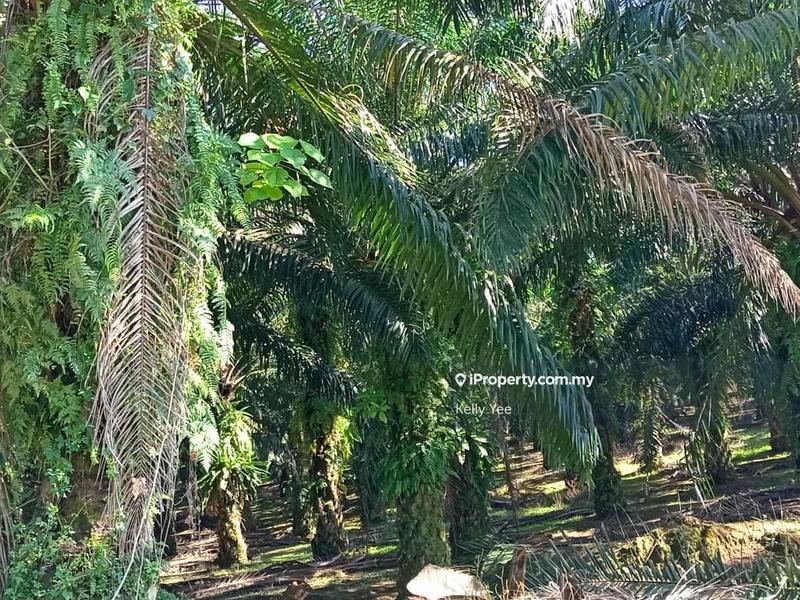 Tanah Pertanian untuk Dijual di Bukit Teh, Bukit Mertajam oleh Kelly Yee - iProperty.com.my