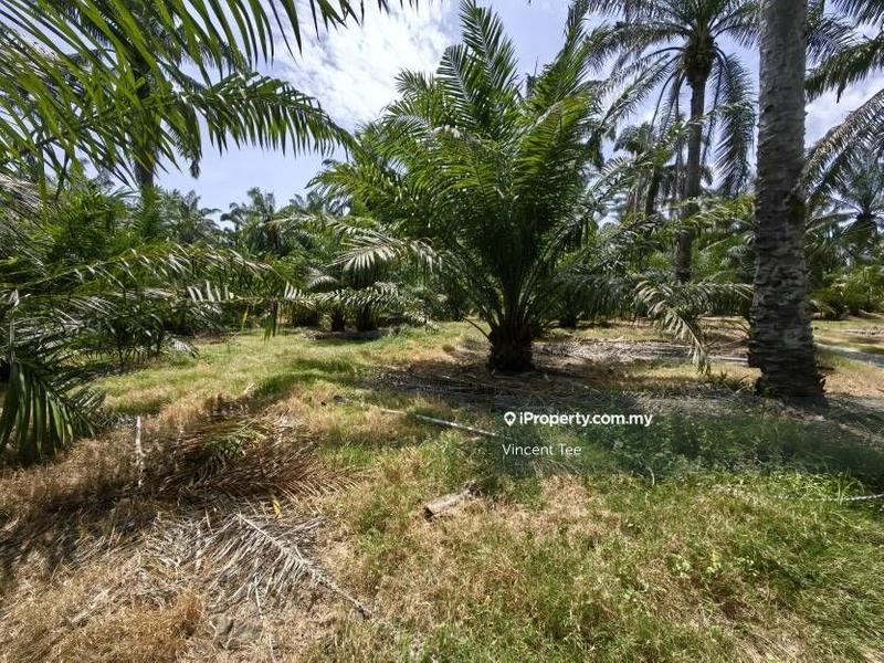 Agricultural Land for Sale in Kampung Baru Kemayan, Triang by Vincent Tee - iProperty.com.my